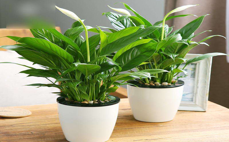 遼陽(yáng)新房裝修除味的幾種方法